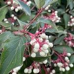 Cornus racemosa Frucht