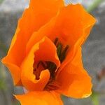Eschscholzia californica Květ