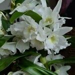 Dendrobium nobile Λουλούδι