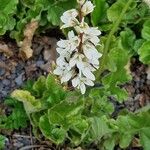 Francoa sonchifolia Costuma