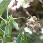 Dalechampia cissifolia Fruit