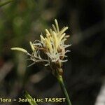 Carex stenophylla Květ