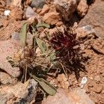 Centaurea pubescens Flor