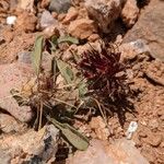 Centaurea pubescens