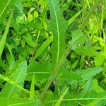 Sonchus arvensis Leaf