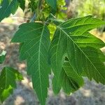 Acer negundoLeaf