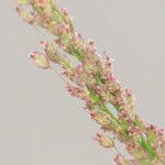 Eragrostis viscosa Blüte