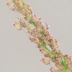 Eragrostis unioloides 花