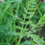 Astragalus asterias Leaf