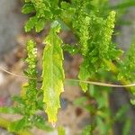 Dysphania ambrosioides Leaf