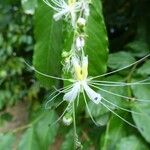 Capparis micracantha Floro