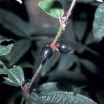 Miconia mayeta Fruchs