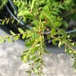 Phyllanthus niruri 葉