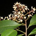 Ardisia compressa Flower