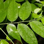 Phyllanthus skutchii Frunză
