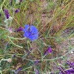 Centaurea cyanusBlomma