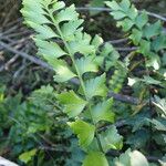 Asplenium stuhlmannii Leaf