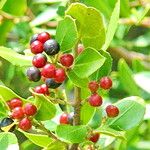 Rhamnus alaternus Fruit