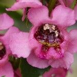 Angelonia angustifolia