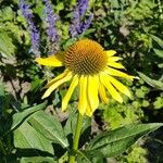 Echinacea paradoxa Flor