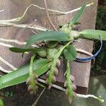 Bulbophyllum carnosisepalum Habit