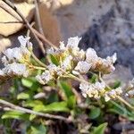 Limonium cossonianum Květ