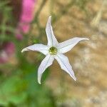 Nicotiana longiflora Цвят