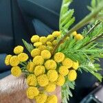 Tanacetum vulgareFloro