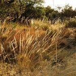 Muhlenbergia rigens Costuma