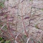 Bromus sterilisFlower