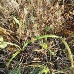 Muscari matritense Leaf