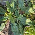Rumex pulcher Likasa