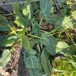 Rumex pulcher Leaf