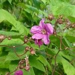 Rubus odoratus Bloem
