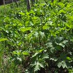 Heracleum maximum Feuille