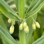 Polygonatum verticillatum 花