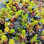 Empetrum nigrum Fruit