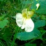 Impatiens noli-tangere Habit