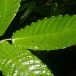 Psychotria jimenezii Leaf