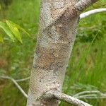 Maprounea guianensis 樹皮