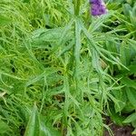 Aconitum napellus Blad