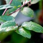 Pyracantha coccinea Foglia