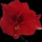 Hippeastrum reginaeBlüte