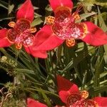Tigridia pavoniaFlor