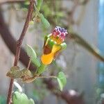 Fuchsia procumbens Cvet