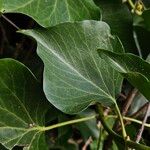 Hedera colchica Foglia
