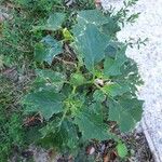 Datura stramoniumDeilen