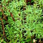 Galium aparine Лист