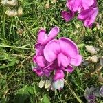 Lathyrus latifolius Flower