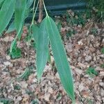 Phyllostachys sulphurea Leaf